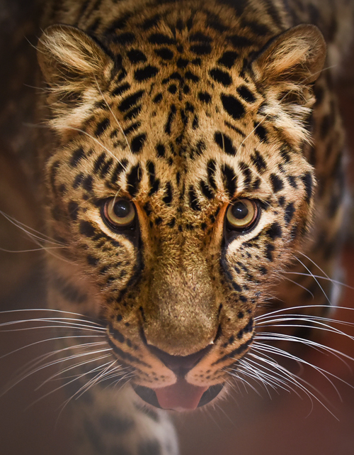 Amur Leopard