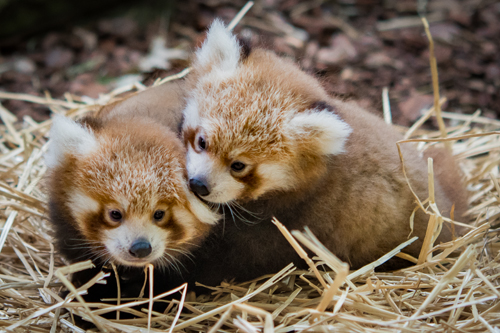 Red Panda babies