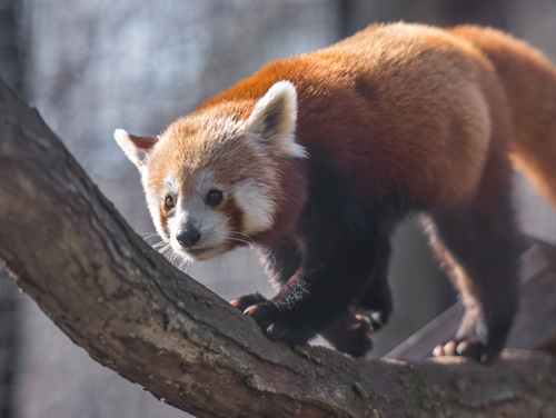 Red Panda