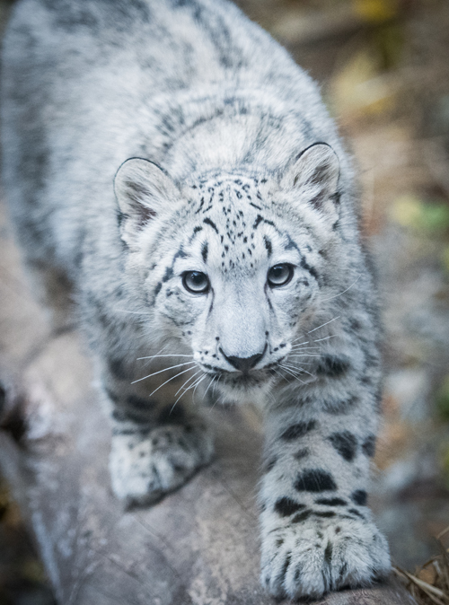 Snow Leopard